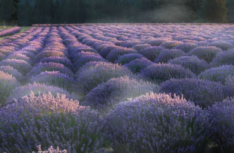 Design - Fototapete "Lavendel"